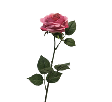 Rosa Dijon dark pink 64cm