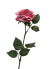 Rosa Dijon dark pink 64cm