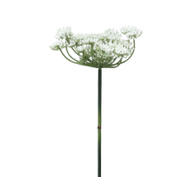 Queen Anne lace cream 72cm