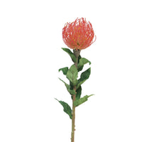 Nutans Segal red 74cm