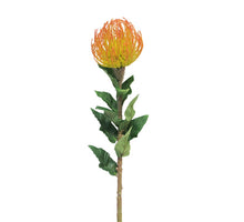 Nutans Segal orange 74cm