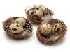 Bird's nest 'quail' natural 6 pieces 21x15x3.5cm
