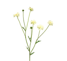 Centaurea Madelon cream 64cm
