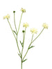 Centaurea Madelon cream 64cm