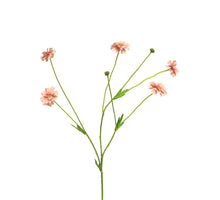 Centaurea Madelon pink 64cm