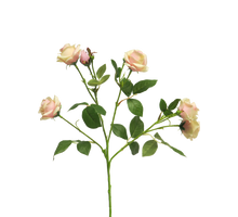 Rosa Jacqueline pink 68cm