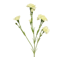 Dianthus Charly cream 62cm