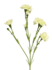 Dianthus Charly cream 62cm