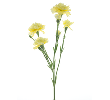 Dianthus Charly lt yellow 62cm
