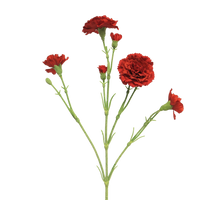 Dianthus Charly red 62cm