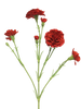 Dianthus Charly red 62cm