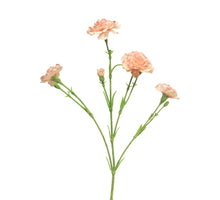 Dianthus Charly pink 62cm