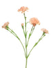 Dianthus Charly pink 62cm