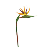 Strelitzia real touch Cathy orange 58cm