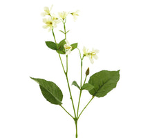 Lonicera spray cream 75cm
