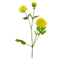 Wild paeony ray yellow 70cm