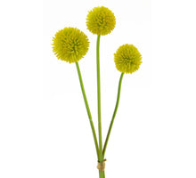 Echinops bundle x3 yellow 47cm