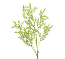 Solidago spray cream 91cm