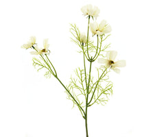 Cosmos spray cream 60cm