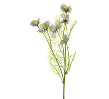 Cosmos spray purple 60cm