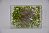 Pushpins appelgroen 6mm 100stk