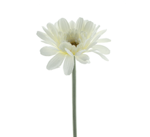Gerbera spray Minako cream 47cm
