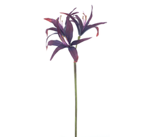 Nerine spray Texas burgundy 79cm