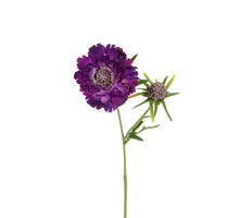 Scabiosa l58cm paars