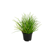 Grass h18cm p green