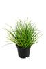 Gras h18cm p groen