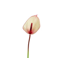 Anthurium l60cm roze/creme