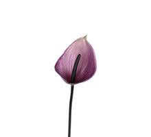 Anthurium l60cm paars
