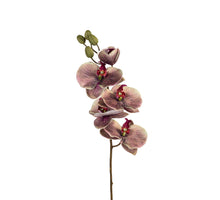 Phalaenopsis l68cm grn/brgnd