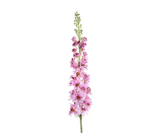 Delphinium XL l135cm roze