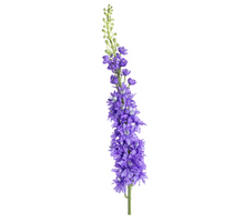 Delphinium XL l135cm lila