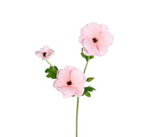 Ranonkel Butterfly l60cm roze