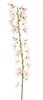 Deutzia spray pink 100cm
