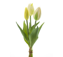 Real Touch Holland Tulip bundle Sally x3 cream 25cm