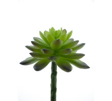 Echeveria pick dk green 13cm