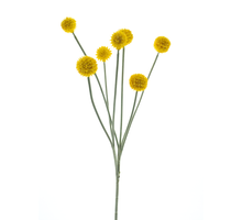 Craspedia spray yellow 67cm