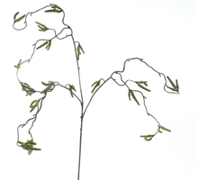 Corylus flower spray, green, 68cm