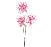 Spider flower spray red 94cm