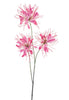 Spider flower spray red 94cm