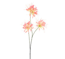 Spider flower spray peach 94cm