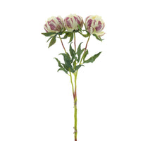 Paeony Marlie bundle a 3 pcs cream 63cm