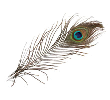 cb. 12 peacock feathers natural 25 cm