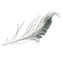 cb. 16 peacock feathers natural 20-25 cm