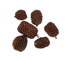 pb. big casurina 200 gram natural