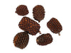 pm. big casurina 200 grams natural
