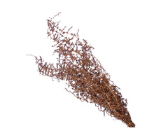pc. bundle asparagus copper 55 cm